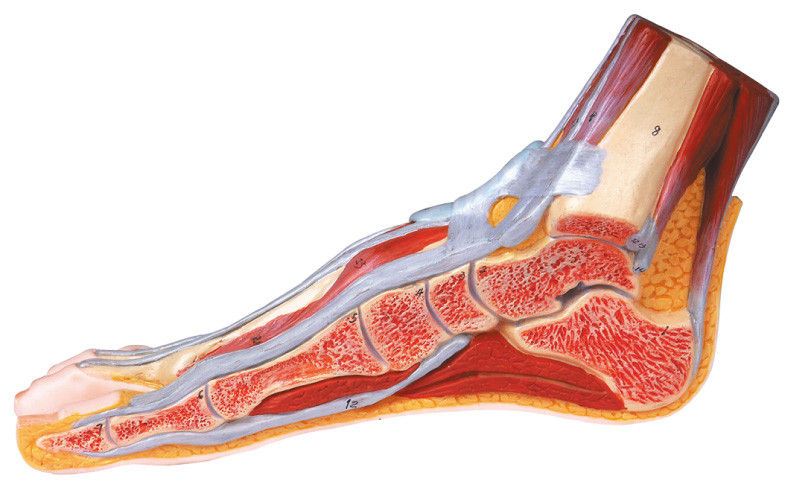 Section of Foot Model